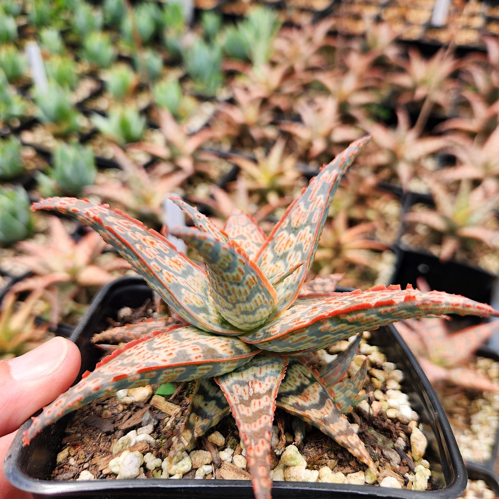 Aloe x 'Wrasse'