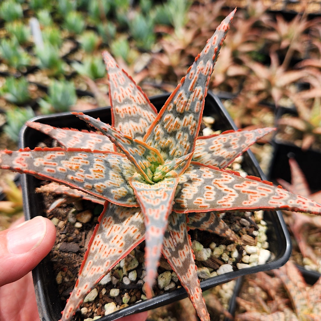 Aloe x 'Wrasse'