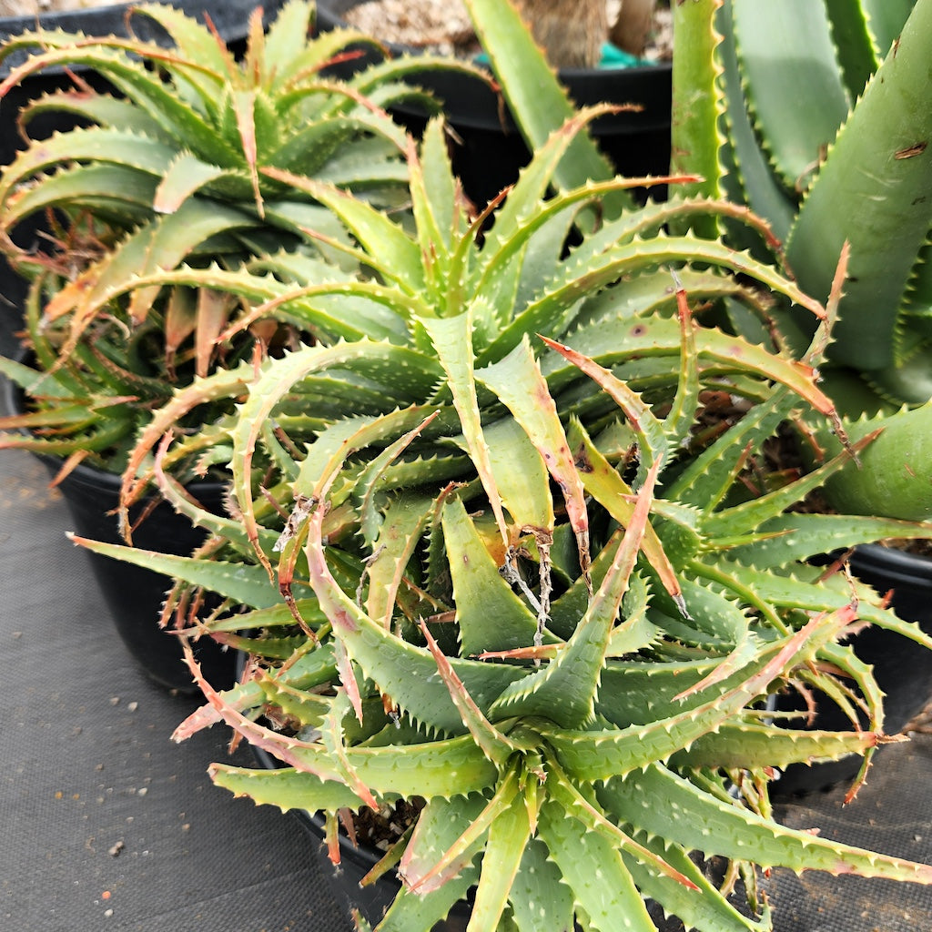 Aloe x spinosissima