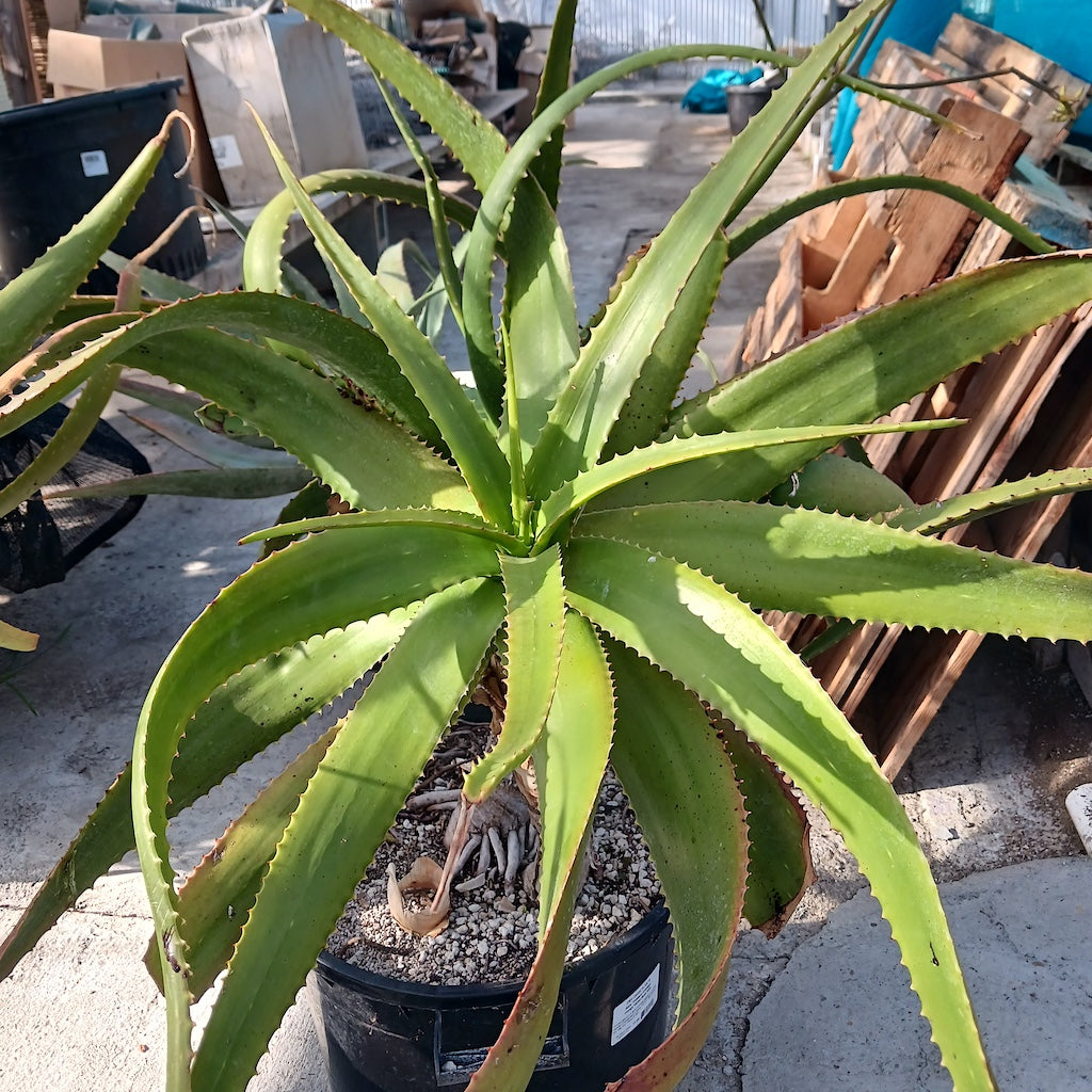 Aloe "Yemeni Orange" - 15ga