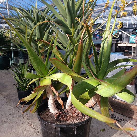 Aloe "Yemeni Orange" - 15ga