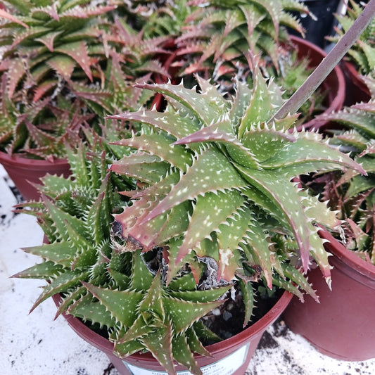 Aloe "Zanzibar" in 1ga nursery pot