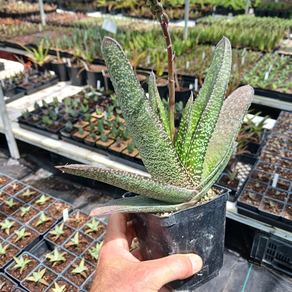 Gasteria acinacifolia- 3in