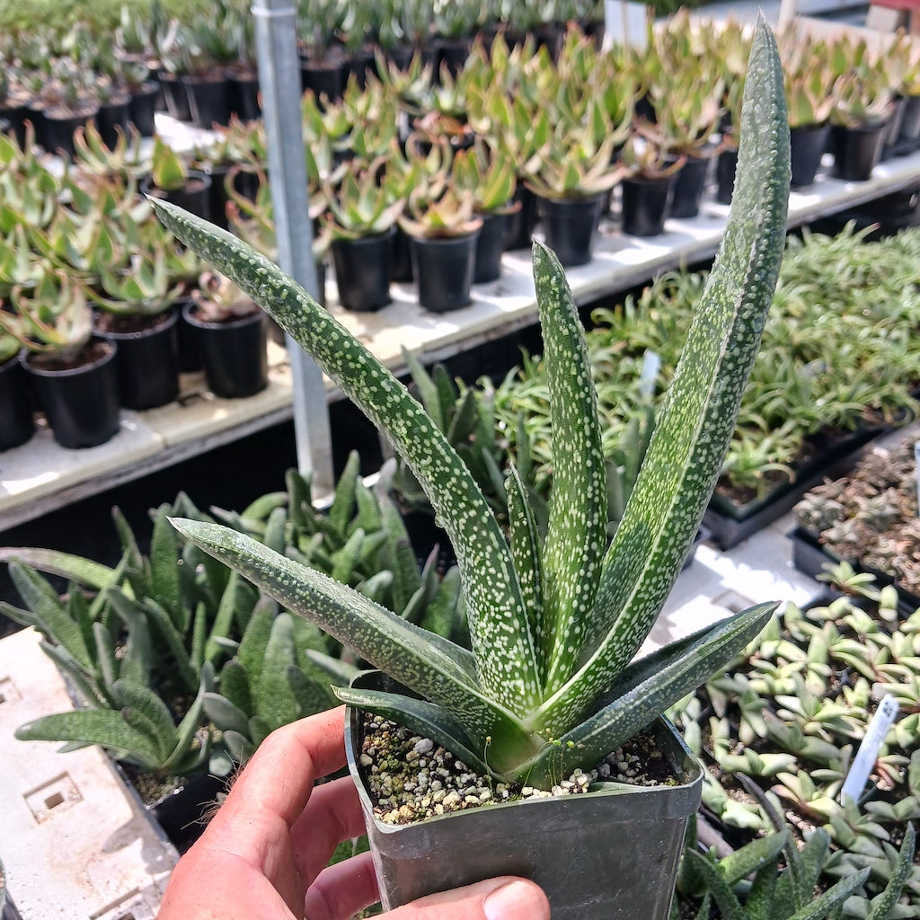 Gasteria acinacifolia- 3in