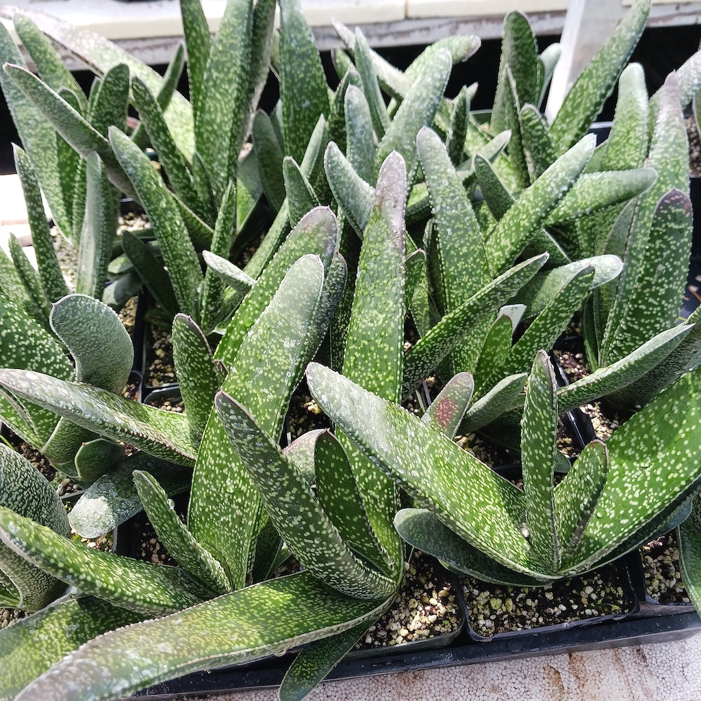 Gasteria acinacifolia- 3in