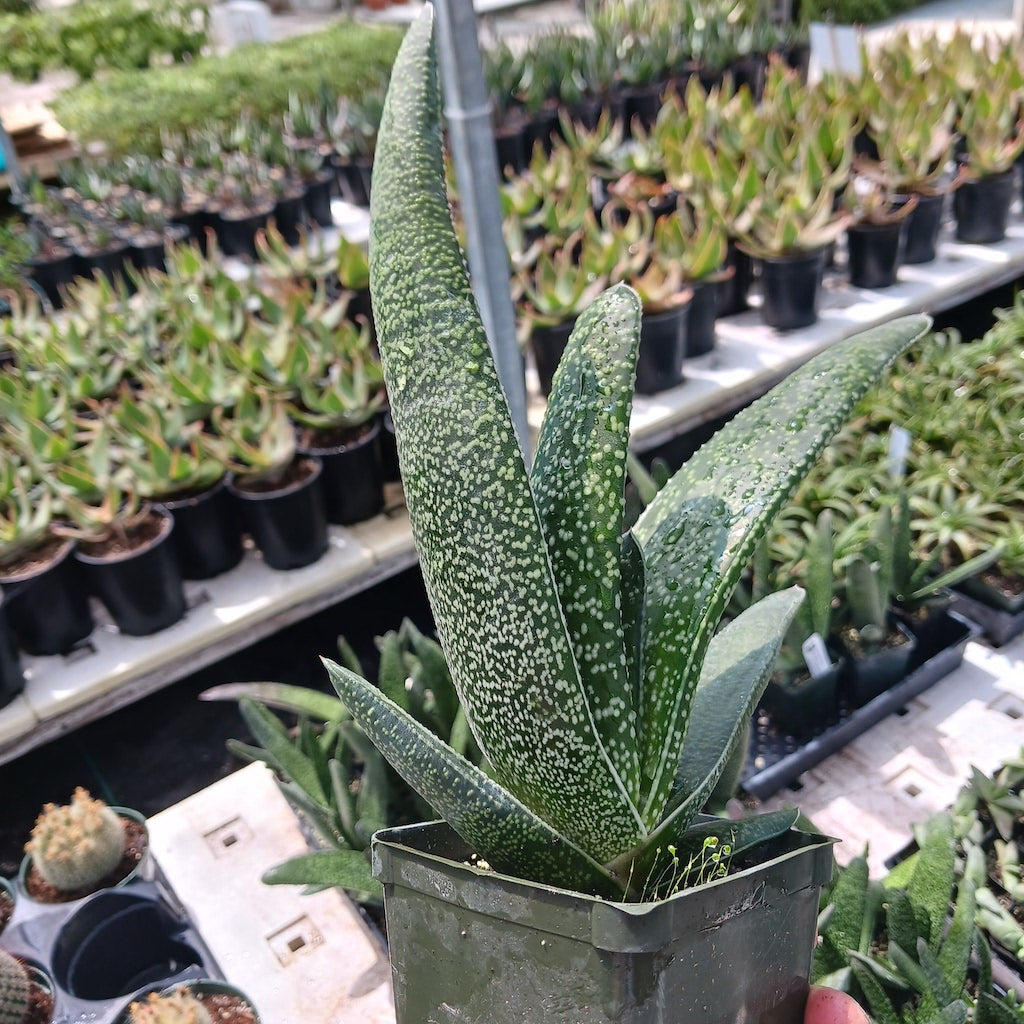 Gasteria acinacifolia- 3in