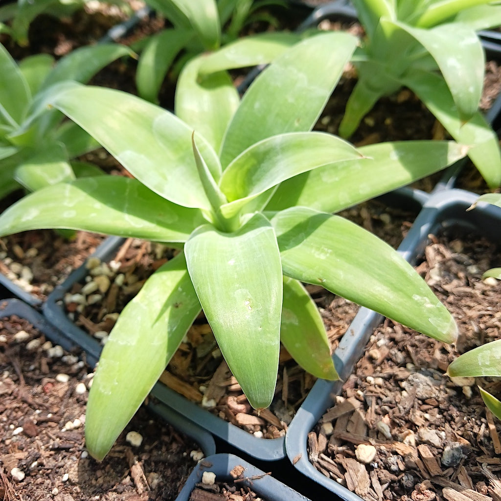 Agave attenuata