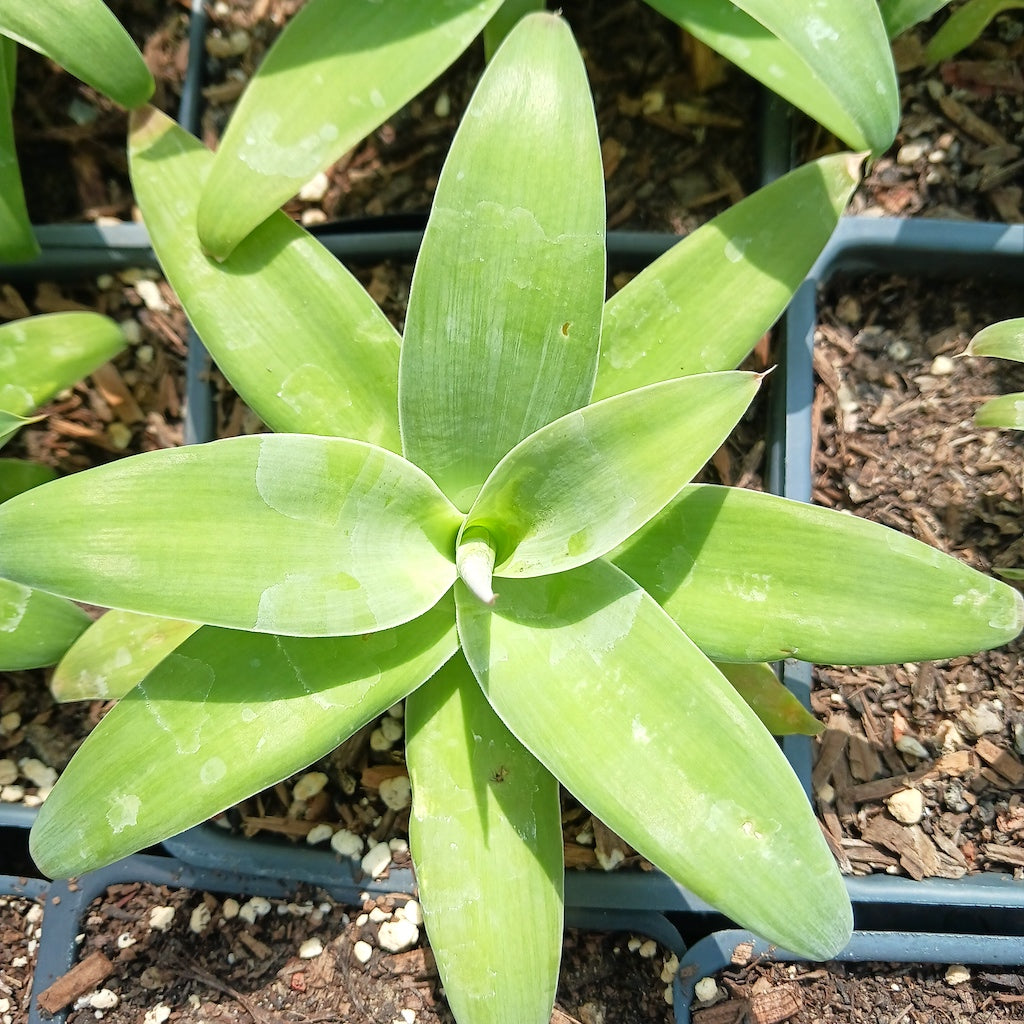 Agave attenuata