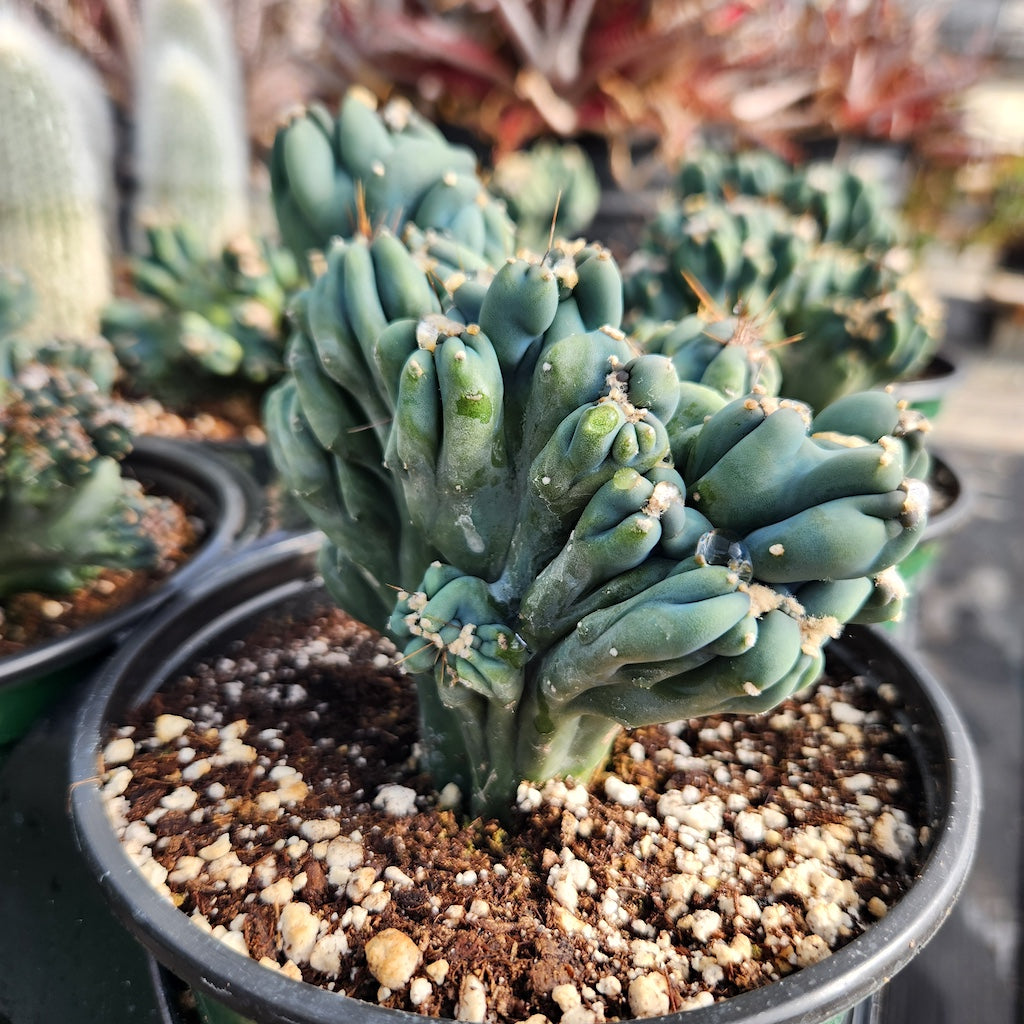 cereus forbesii monstrose