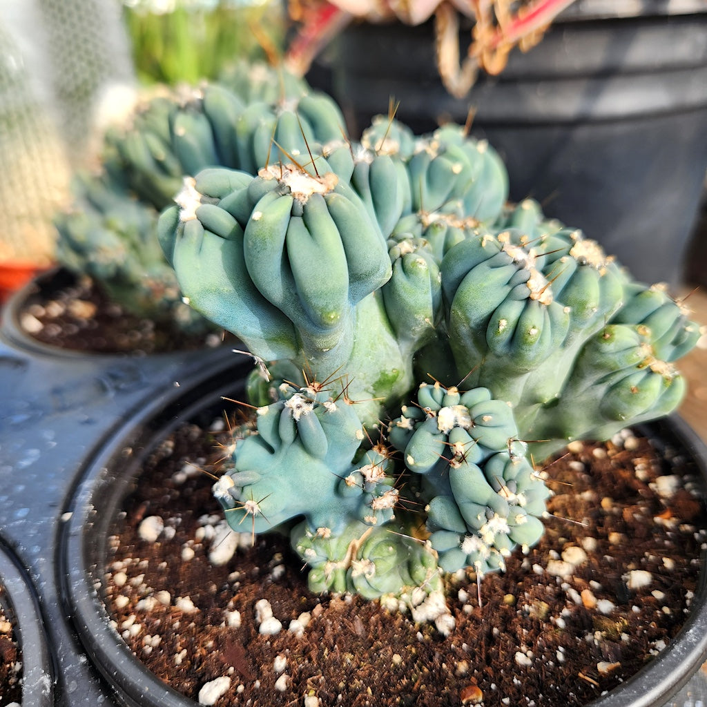 cereus forbesii monstrose