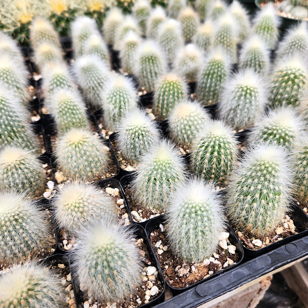 cleistocactus strausii