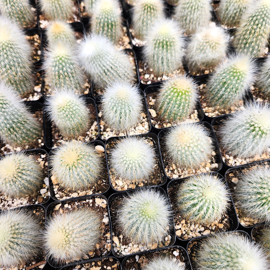 cleistocactus strausii