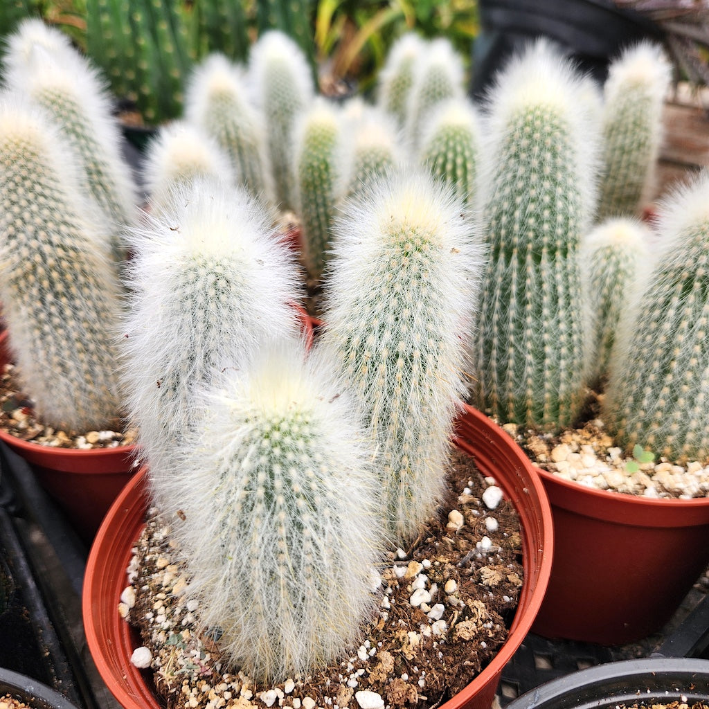 cleistocactus strausii