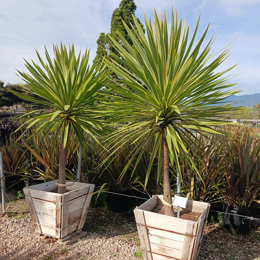 Cordyline australis "Torbay Dazzler"