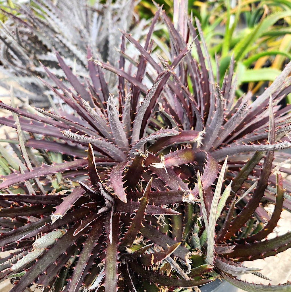 Dyckia "Jim's Red"