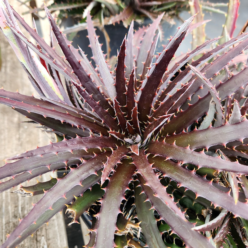 Dyckia "Jim's Red"