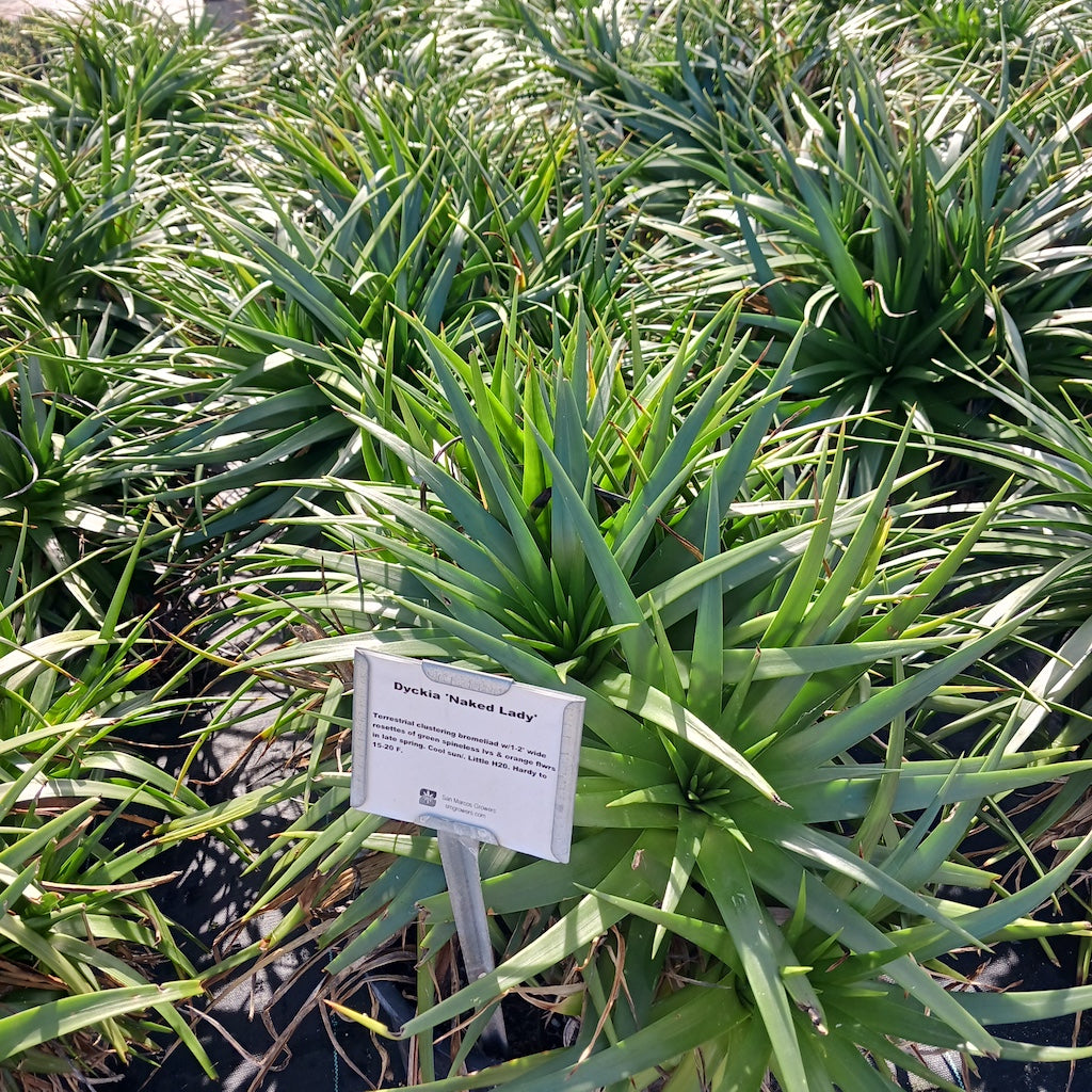 Dyckia "Naked Lady"