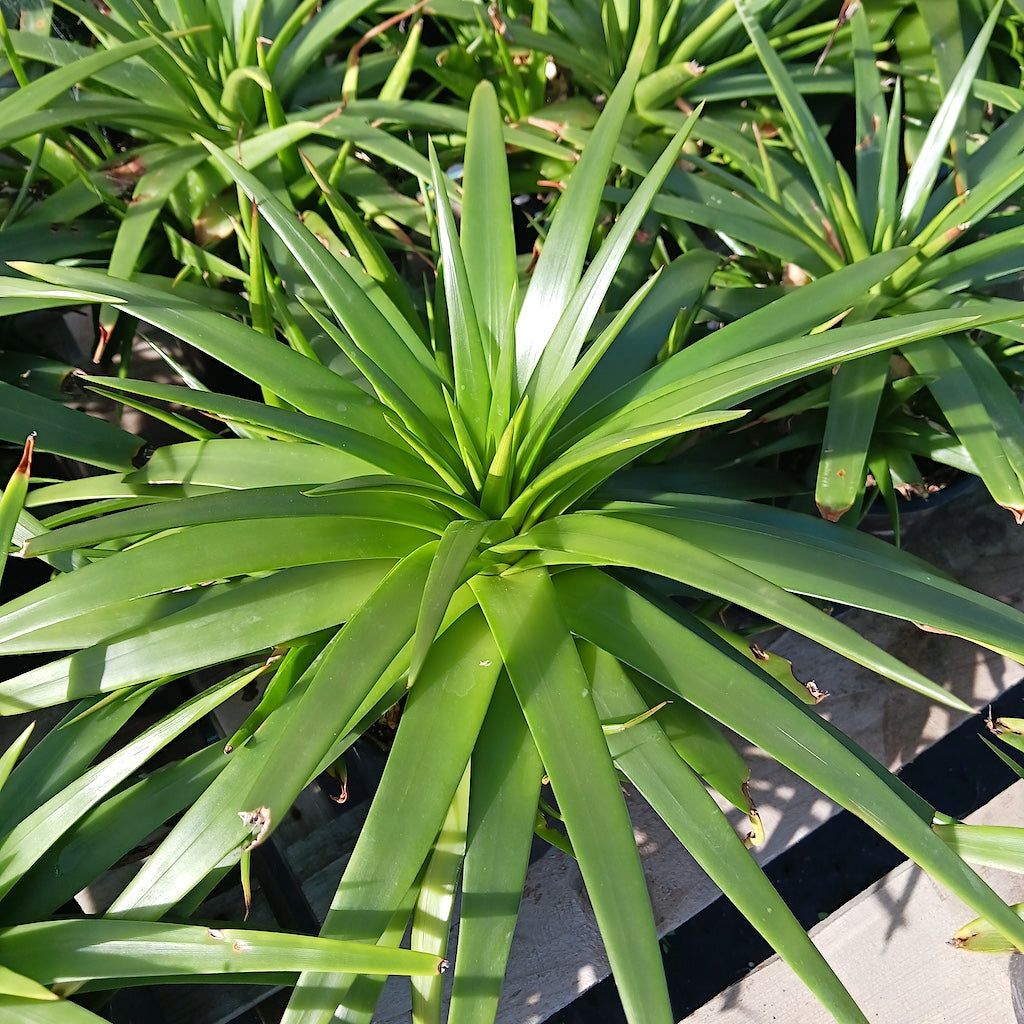 Dyckia "Naked Lady"