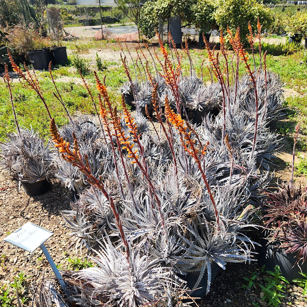 Dyckia "Precious Metal" in bloom