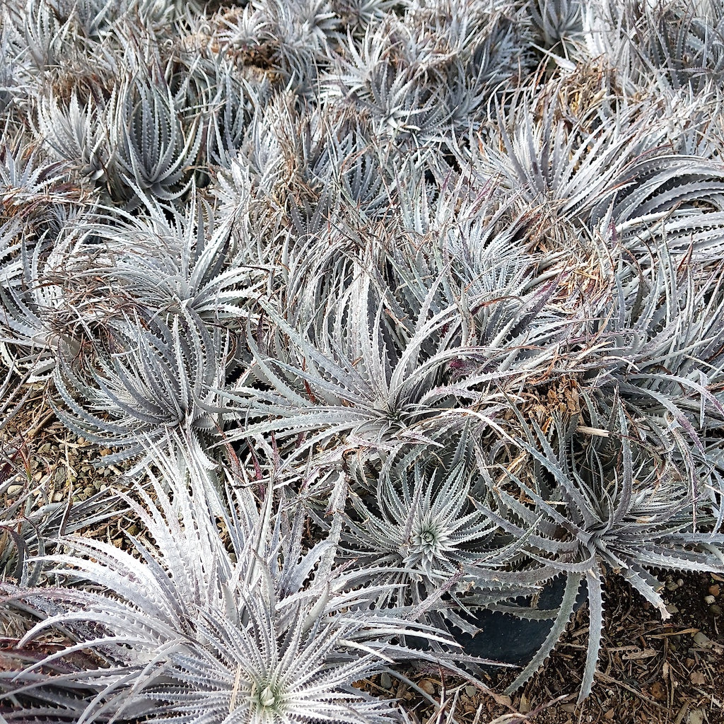 Dyckia "Precious Metal"