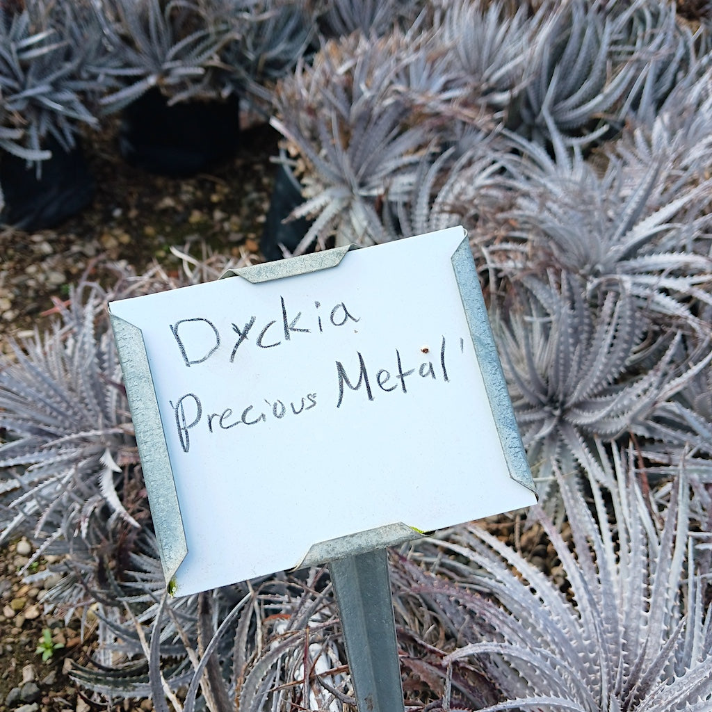 Dyckia "Precious Metal"