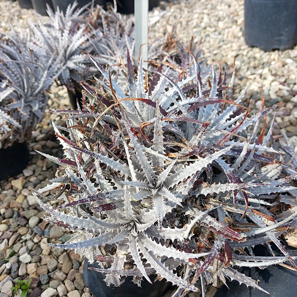 Dyckia "Silver Superstar"