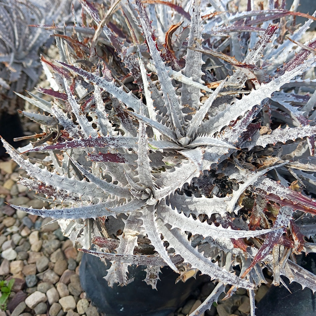 Dyckia "Silver Superstar"