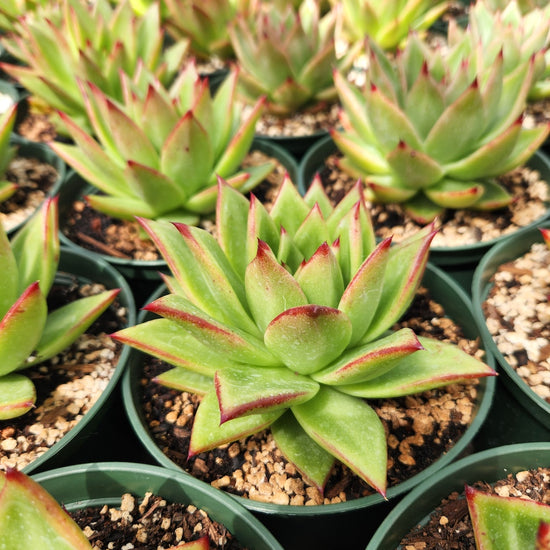 Echeveria agavoides