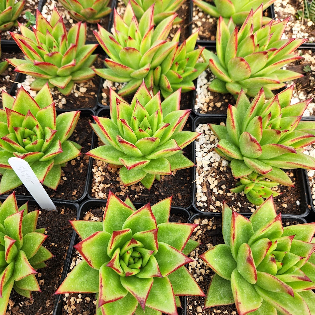 Echeveria agavoides