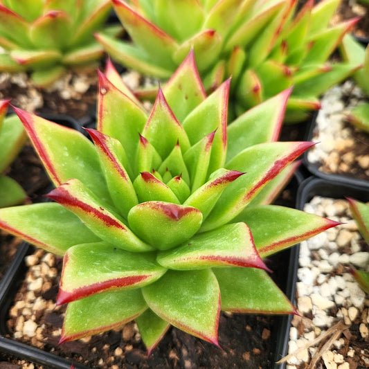 Echeveria agavoides