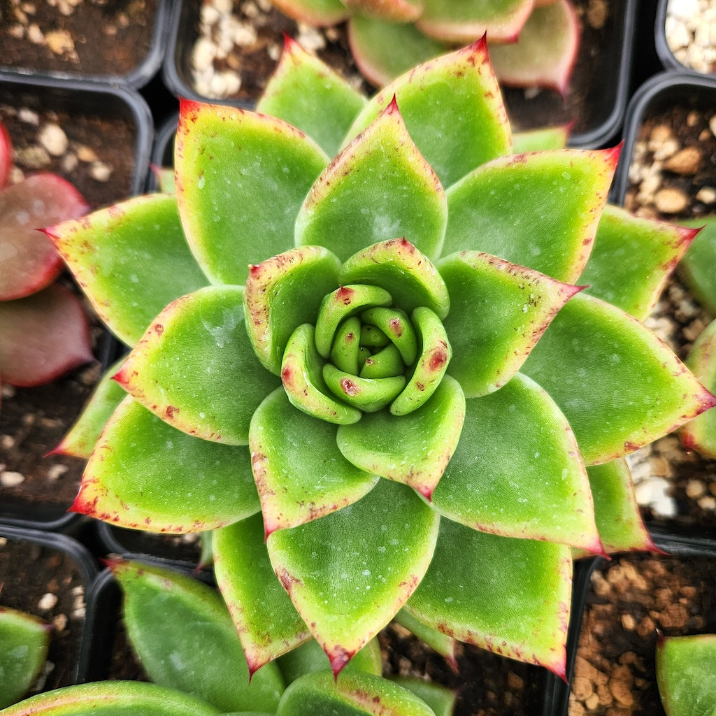 Echeveria agavoides
