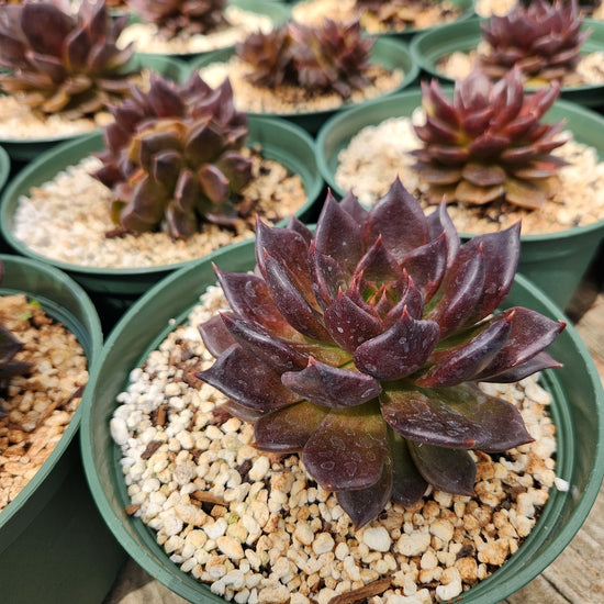 Echeveria 