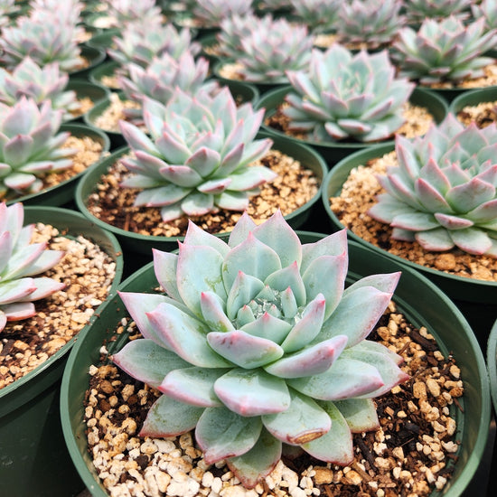 Echeveria 