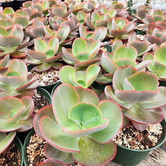 Echeveria 