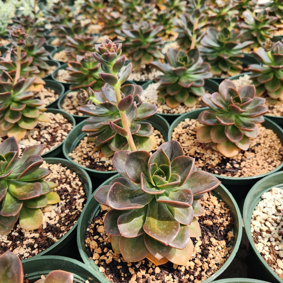 Echeveria 