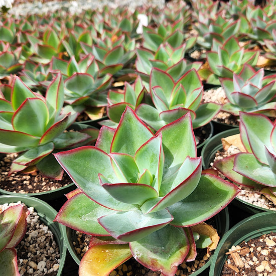 Echeveria subrigida