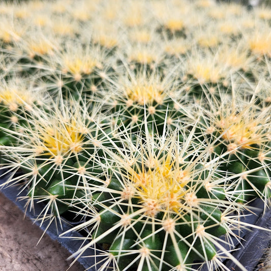 small Echinocactus grusonii in 2in pot