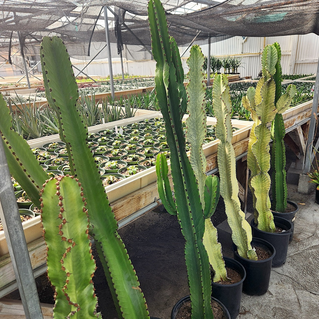 mix of Euphorbia ingens and Euphorbia ammak