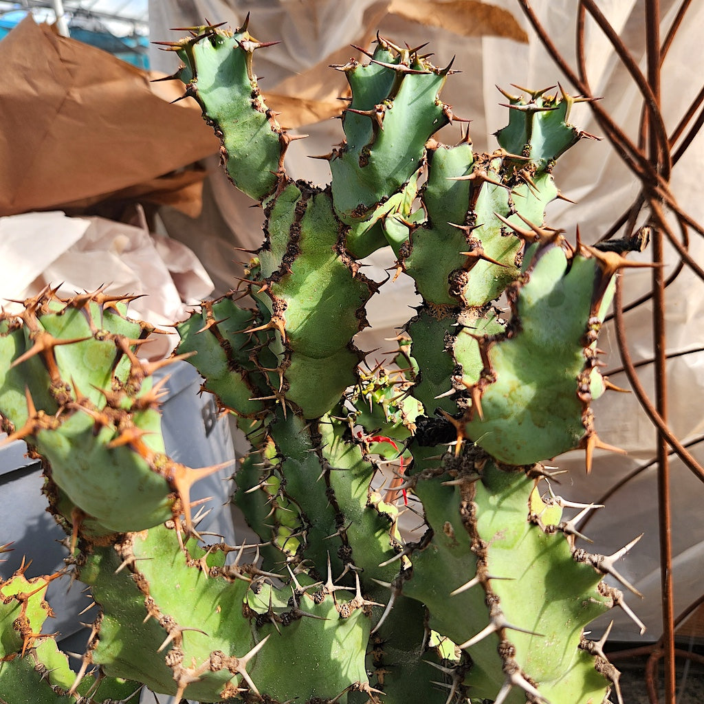 Euphorbia coerulescens