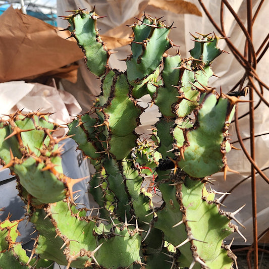 Euphorbia coerulescens