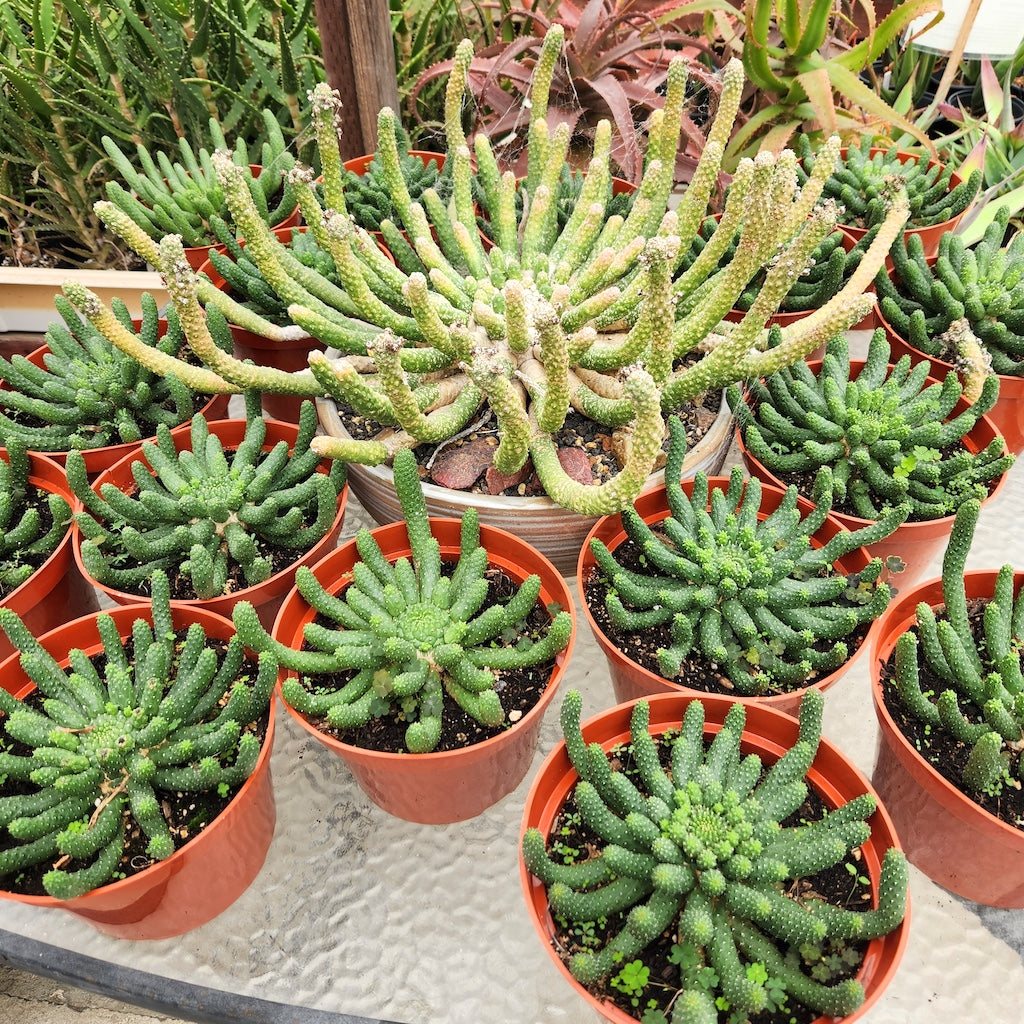 Several Euphorbia inermis