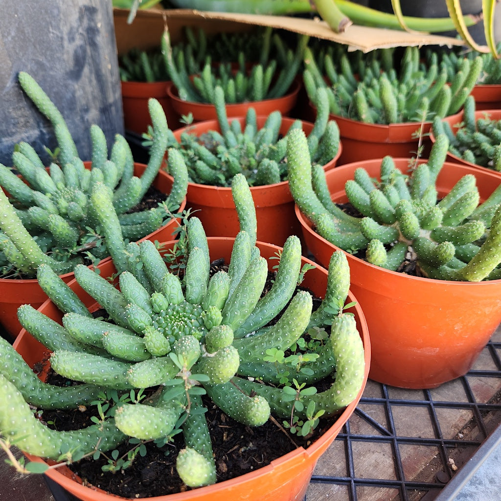Euphorbia inermis
