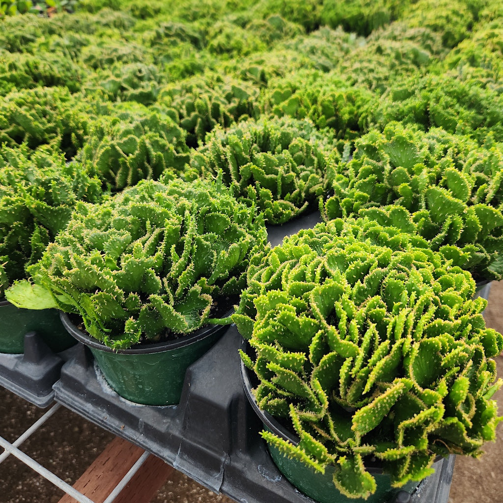 Euphorbia Flanganii, Crested Medusa’s Head