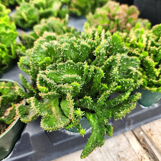 Euphorbia Flanganii, Crested Medusa’s Head