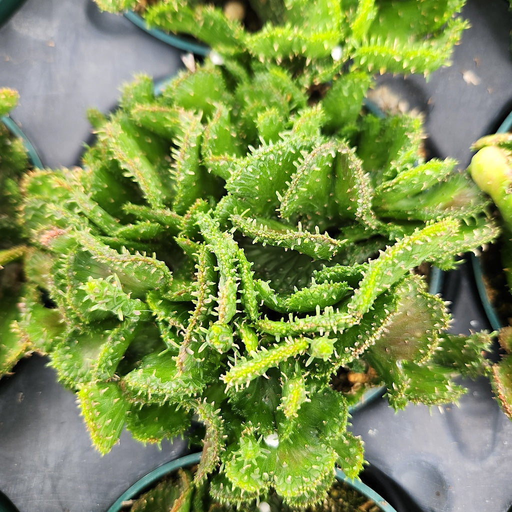 Euphorbia Flanganii, Crested Medusa’s Head