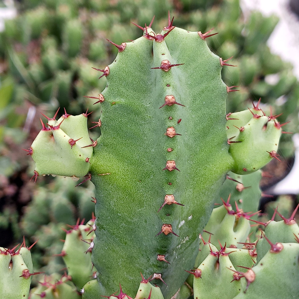 close view of Euphorbia resinifera