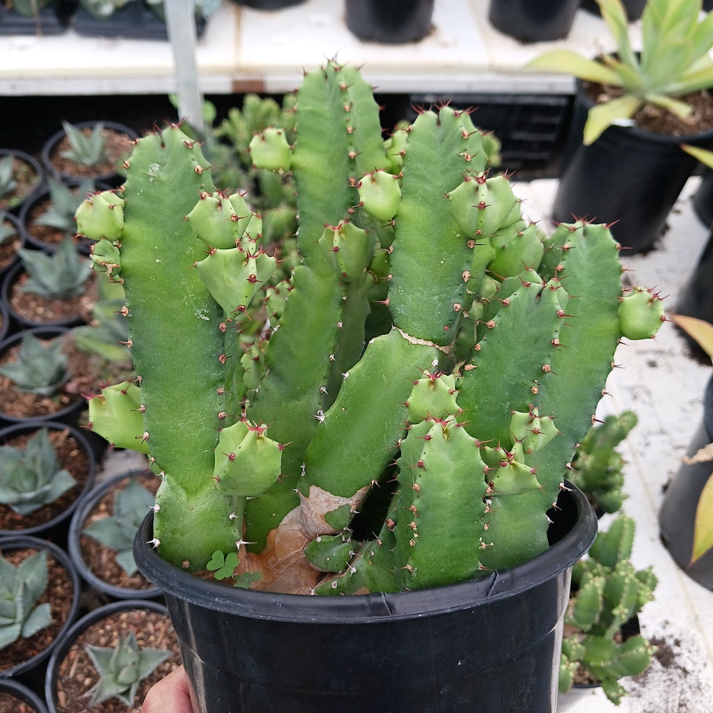 Euphorbia resinifera