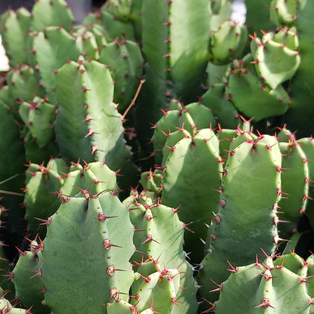 close view of Euphorbia resinifera