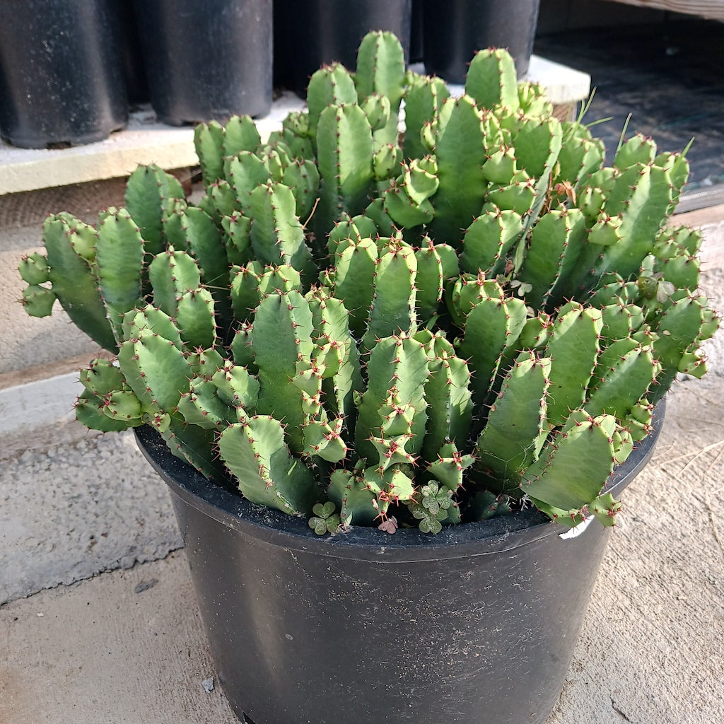 Euphorbia resinifera