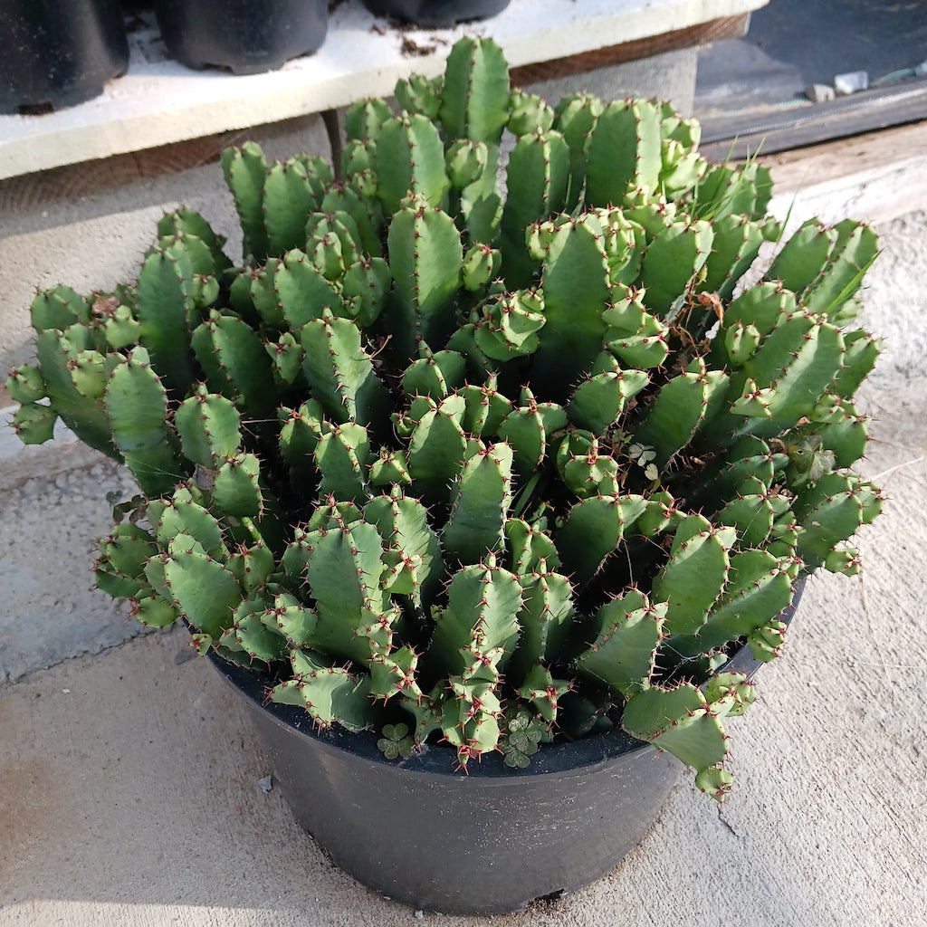 Euphorbia resinifera